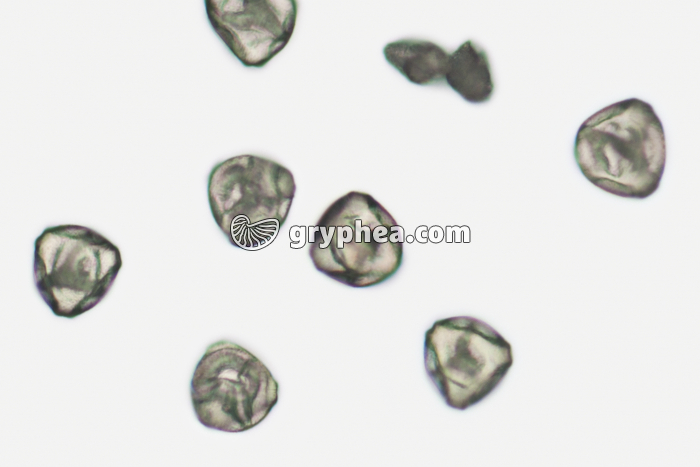 Pollen Bruyère x200 - gryphea.com